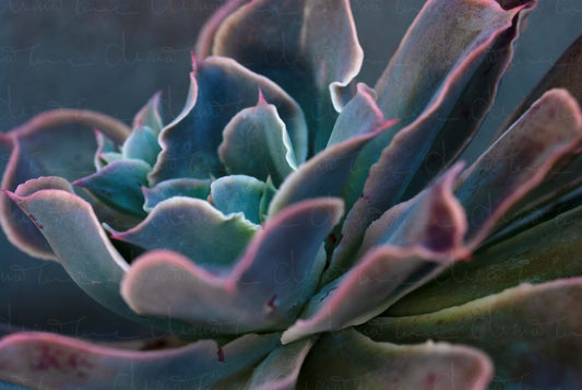 Close-up of Echeveria Water Ripple showing its shades of blue leaves with delicate pink edges, highlighting its unique coloration.