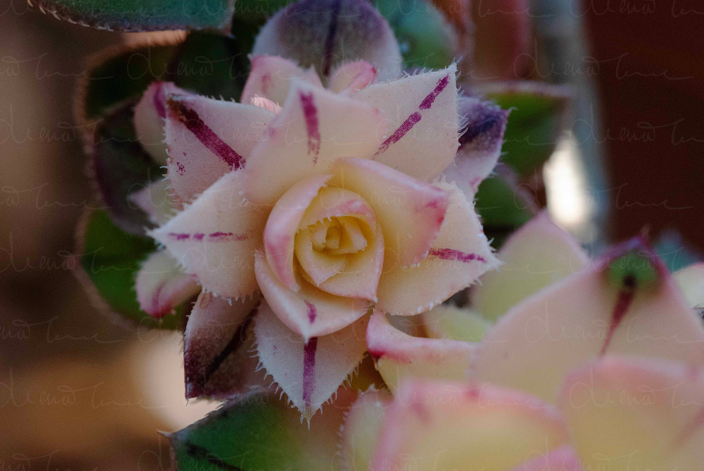 Aeonium Kiwi V2