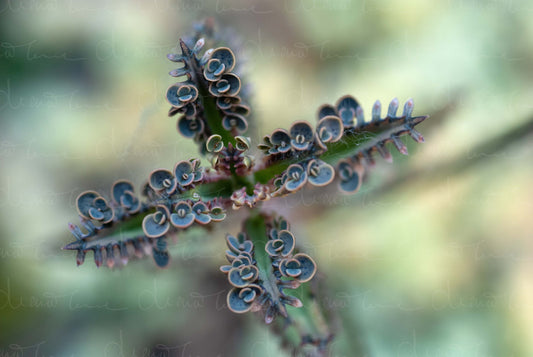 Top view of Kalanchoe Daigremontiana showcasing plantlets growing along its leaves, highlighting the plant's unique reproduction.