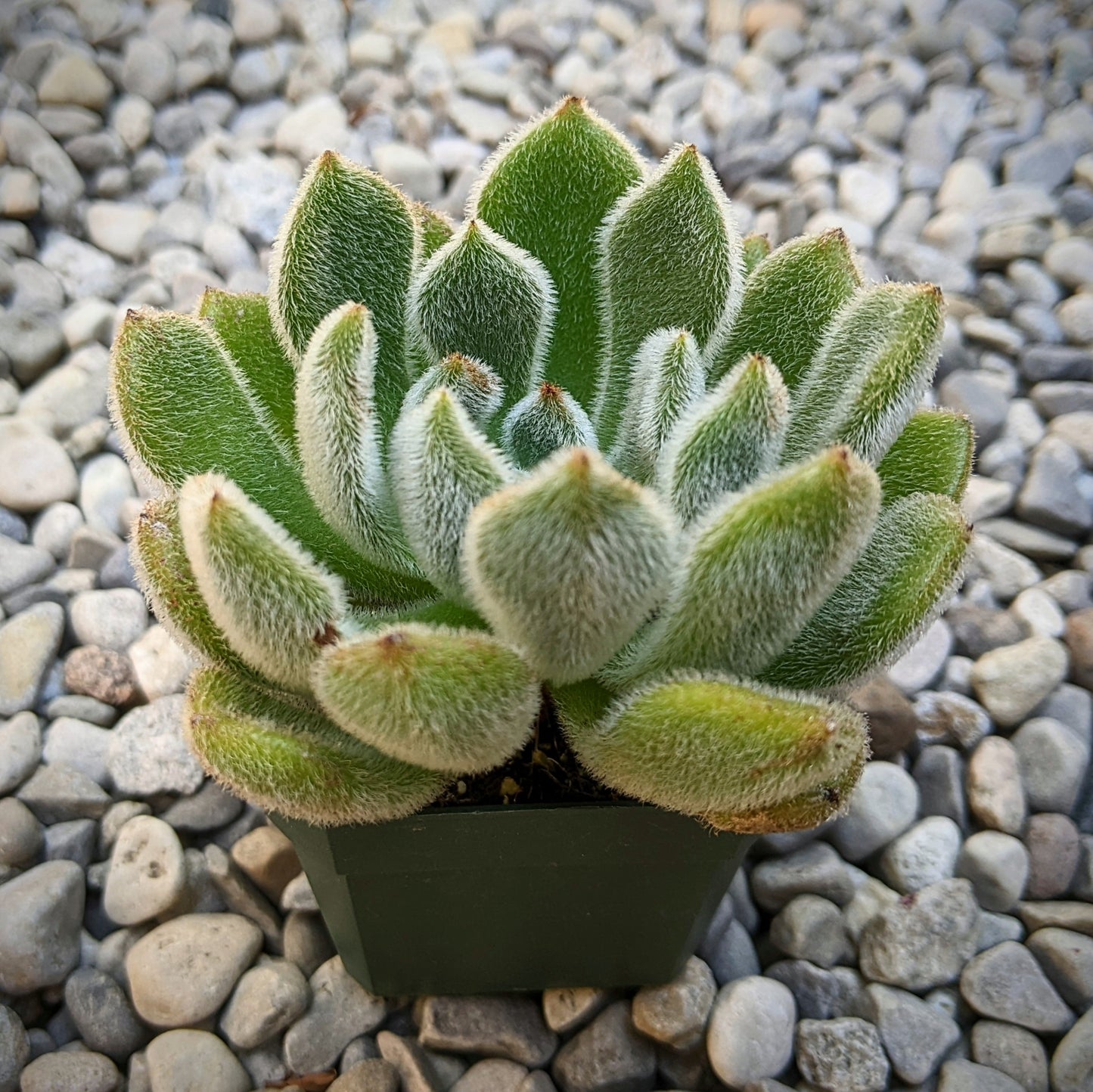 Close-up of Echeveria 'Doris Taylor' succulent, showcasing its soft, fuzzy green rosette-shaped leaves with delicate white hairs.