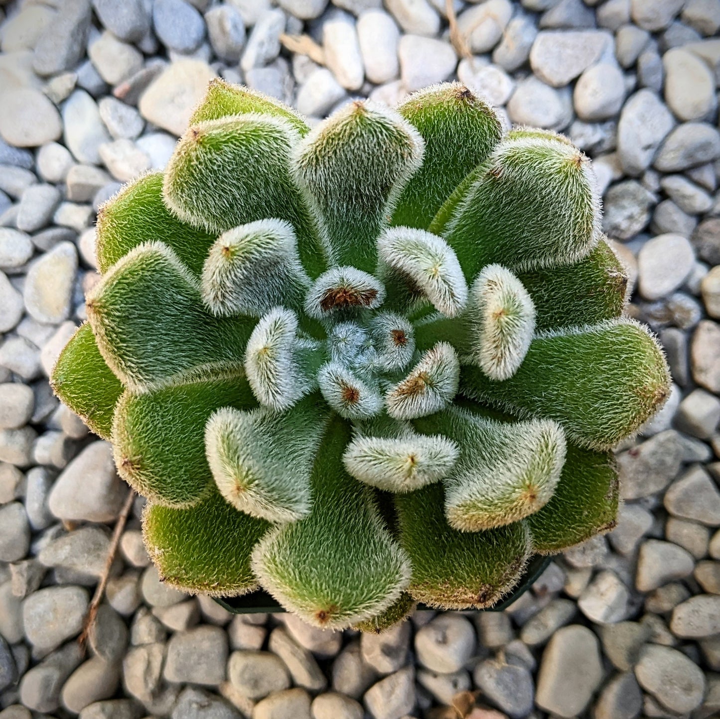 Close-up of Echeveria 'Doris Taylor' succulent, showcasing its soft, fuzzy green rosette-shaped leaves with delicate white hairs.