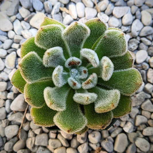 Close-up of Echeveria 'Doris Taylor' succulent, showcasing its soft, fuzzy green rosette-shaped leaves with delicate white hairs.