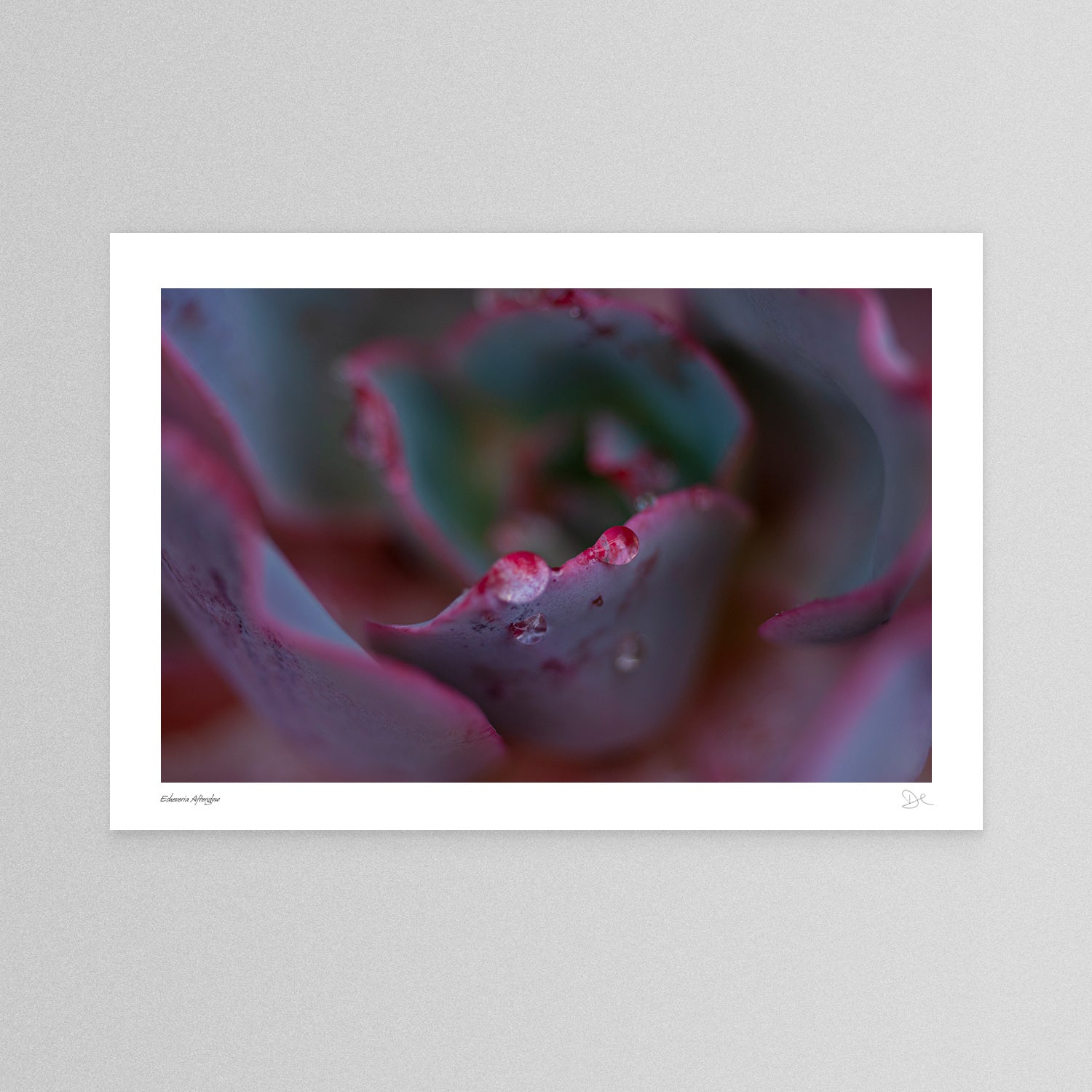 Close-up macro photo of Echeveria Afterglow succulent leaves with vivid magenta colours and raindrops, perfect for digital stock photography or home décor.