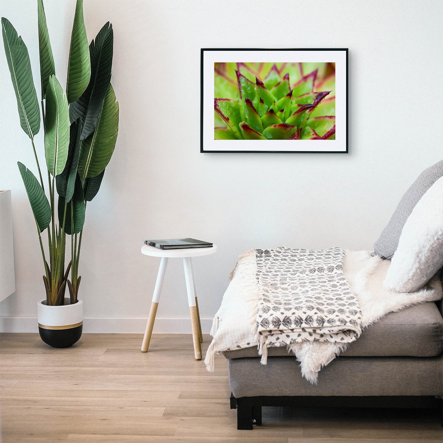 High-resolution photo of Echeveria Agavoides 'Lipstick', featuring its vibrant red-edged rosette, displayed as wall art in a modern living room with minimalist decor.