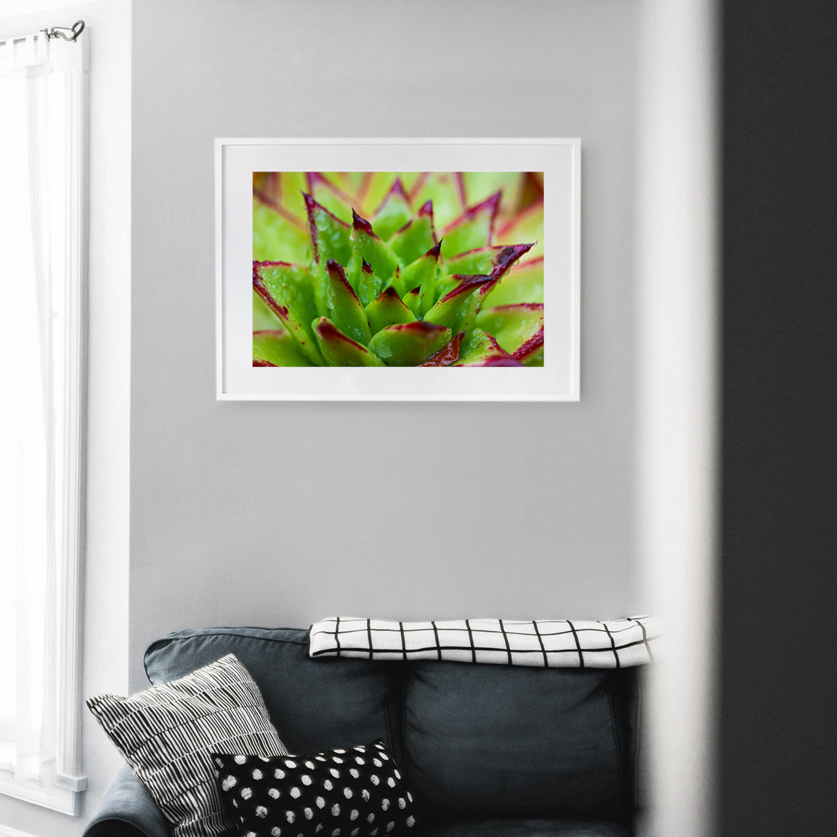 High-resolution photo of Echeveria Agavoides 'Lipstick', featuring its vibrant red-edged rosette, displayed as wall art in a modern living room with minimalist decor.