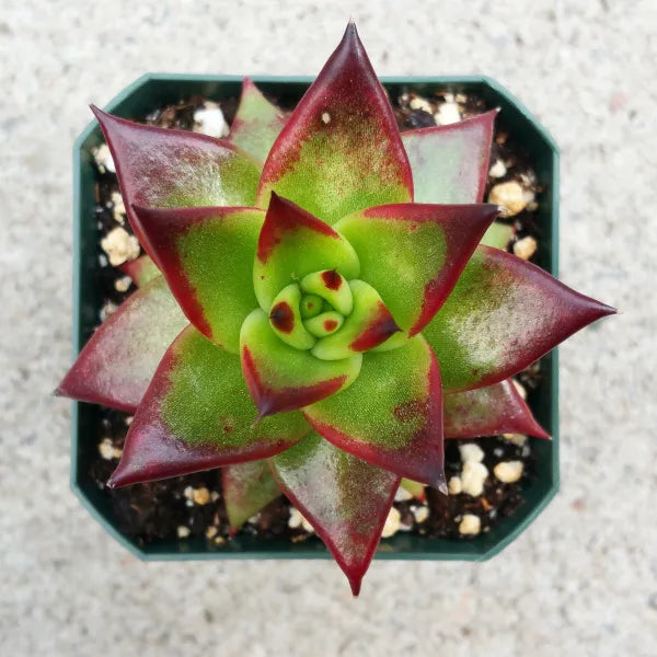 Close-up of Echeveria Agavoides 'Lipstick,' featuring a rosette of thick, fleshy leaves with vibrant red to pink edges and green centres. The leaves have a slightly pointed tip and a smooth, waxy texture, arranged in a compact, symmetrical rosette.