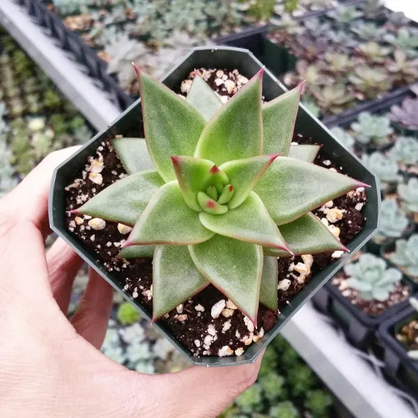 Close-up of Echeveria Agavoides 'Lipstick,' featuring a rosette of thick, fleshy leaves with vibrant red to pink edges and green centres. The leaves have a slightly pointed tip and a smooth, waxy texture, arranged in a compact, symmetrical rosette.