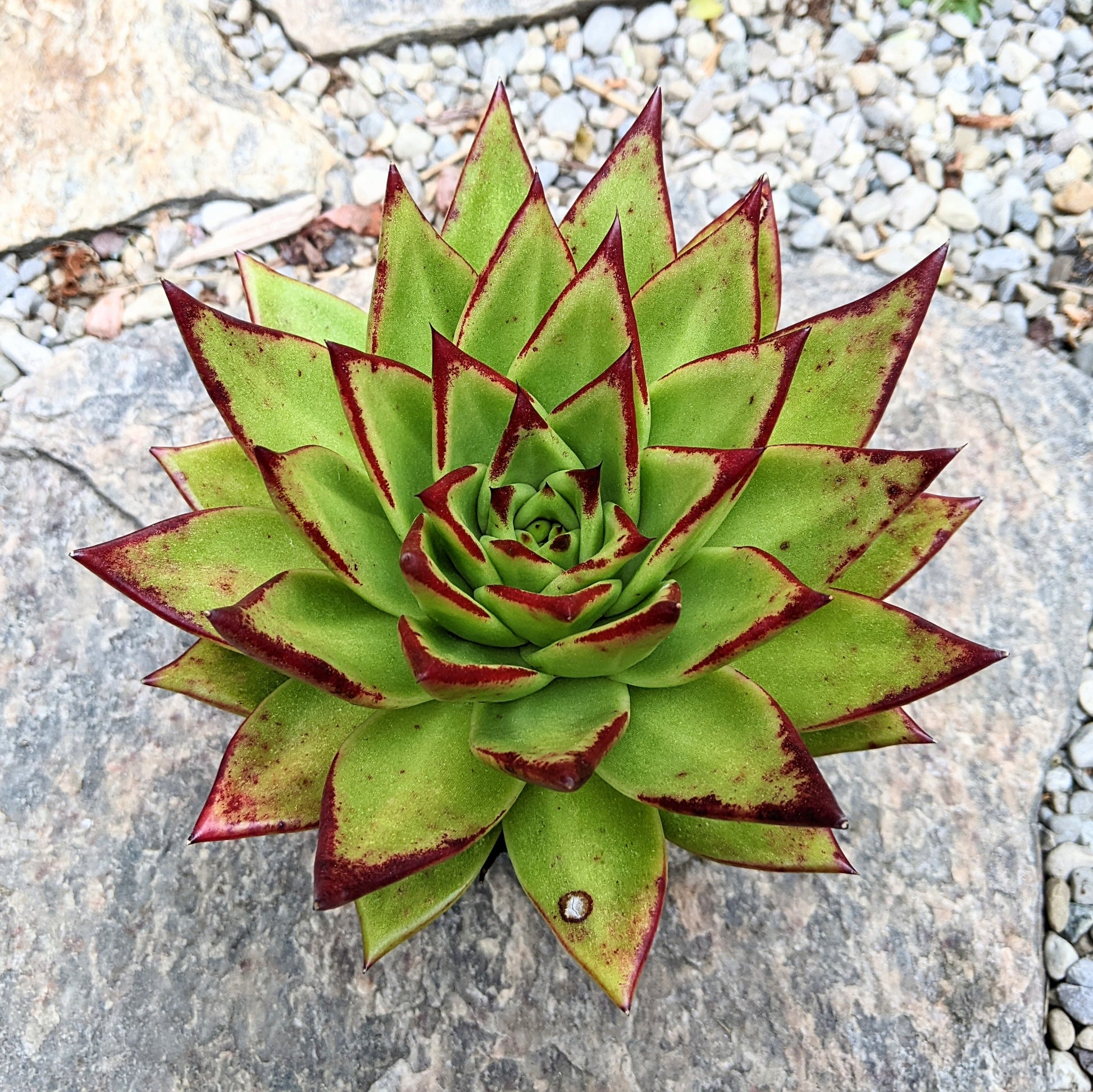 Close-up of Echeveria Agavoides 'Lipstick,' featuring a rosette of thick, fleshy leaves with vibrant red to pink edges and green centres. The leaves have a slightly pointed tip and a smooth, waxy texture, arranged in a compact, symmetrical rosette.