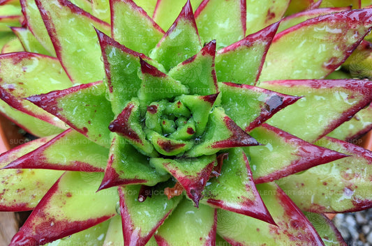 Close-up of Echeveria Agavoides 'Lipstick' rosette, highlighting vibrant red edges on the leaves, perfect for plant and succulent imagery.