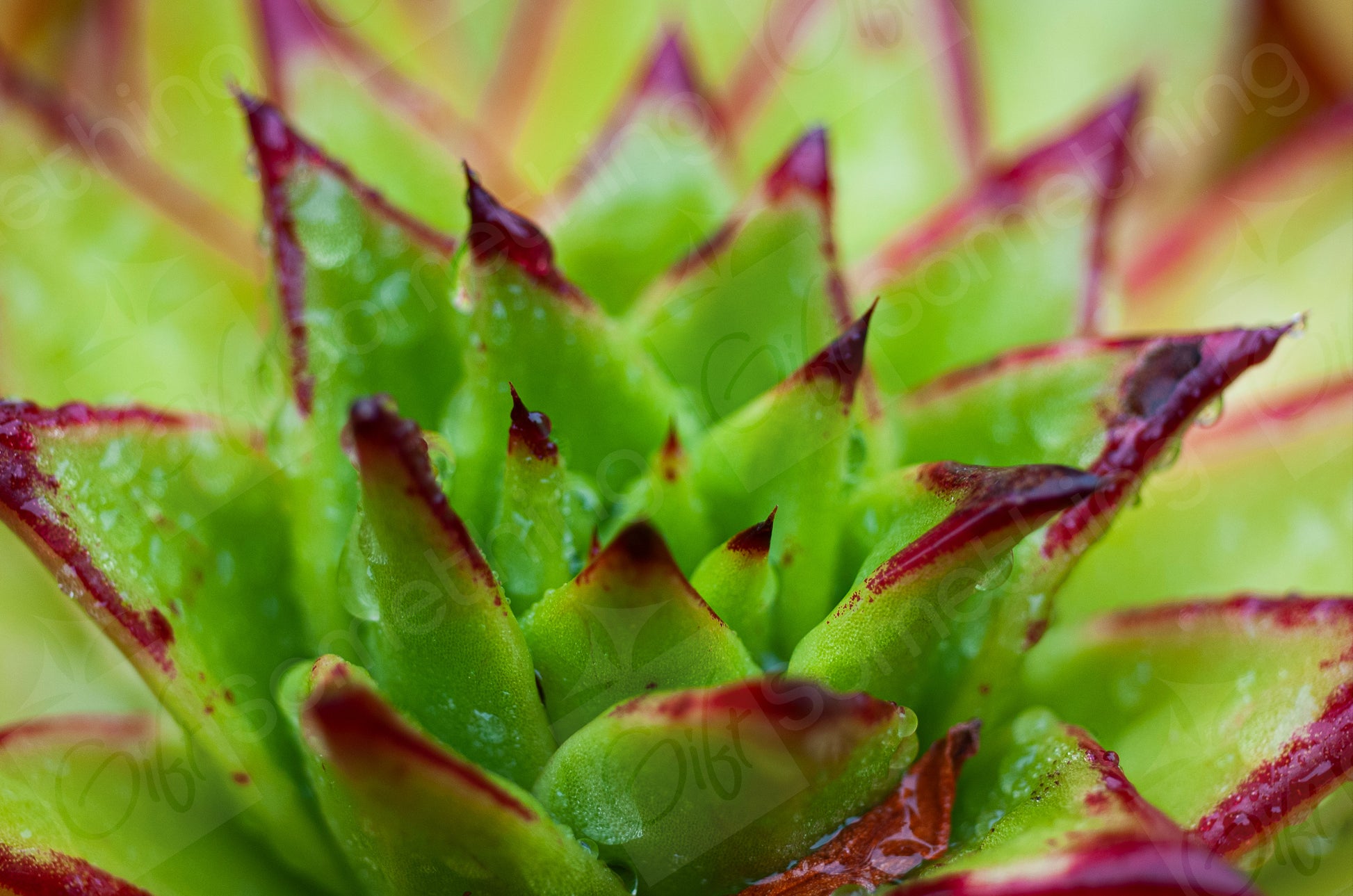 Close-up of Echeveria Agavoides 'Lipstick', showcasing its vibrant red-edged rosette and detailed leaf texture, perfect for succulent photography enthusiasts.