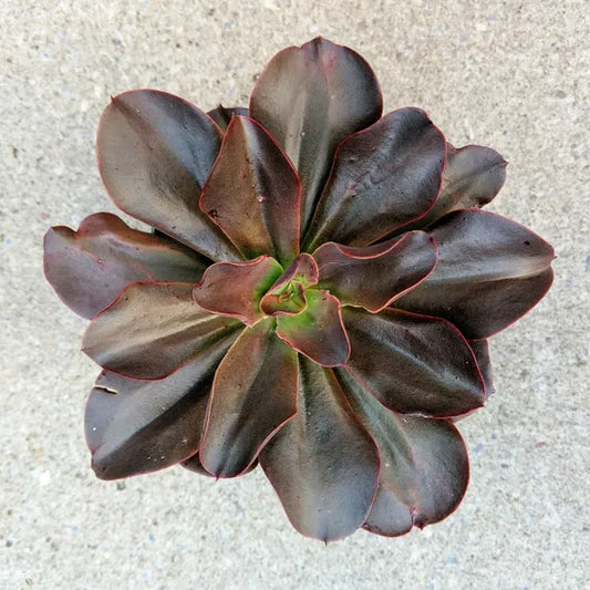 Echeveria Autumn Flame