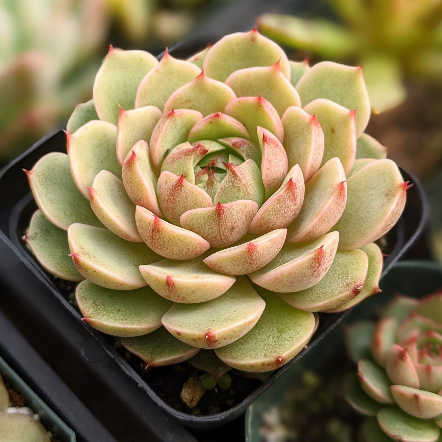 Close-up of Echeveria 'Ben Badis,' showcasing a rosette of thick, fleshy leaves with vibrant, deep green centers and red to pink edges. The leaves are slightly rounded with a waxy surface, arranged in a compact, symmetrical rosette.