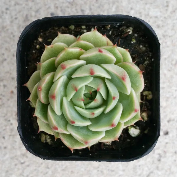 Close-up of Echeveria 'Ben Badis,' showcasing a rosette of thick, fleshy leaves with vibrant, deep green centers and red to pink edges. The leaves are slightly rounded with a waxy surface, arranged in a compact, symmetrical rosette.