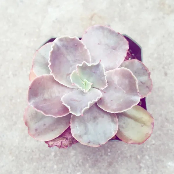 Close-up of Echeveria 'Bittersweet,' featuring a rosette of thick, fleshy leaves in a blend of pink, orange, and green hues. The leaves are plump, slightly rounded, and have a subtle powdery coating, arranged in a compact, symmetrical rosette.