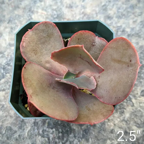 Close-up of Echeveria 'Bittersweet,' featuring a rosette of thick, fleshy leaves in a blend of pink, orange, and green hues. The leaves are plump, slightly rounded, and have a subtle powdery coating, arranged in a compact, symmetrical rosette.