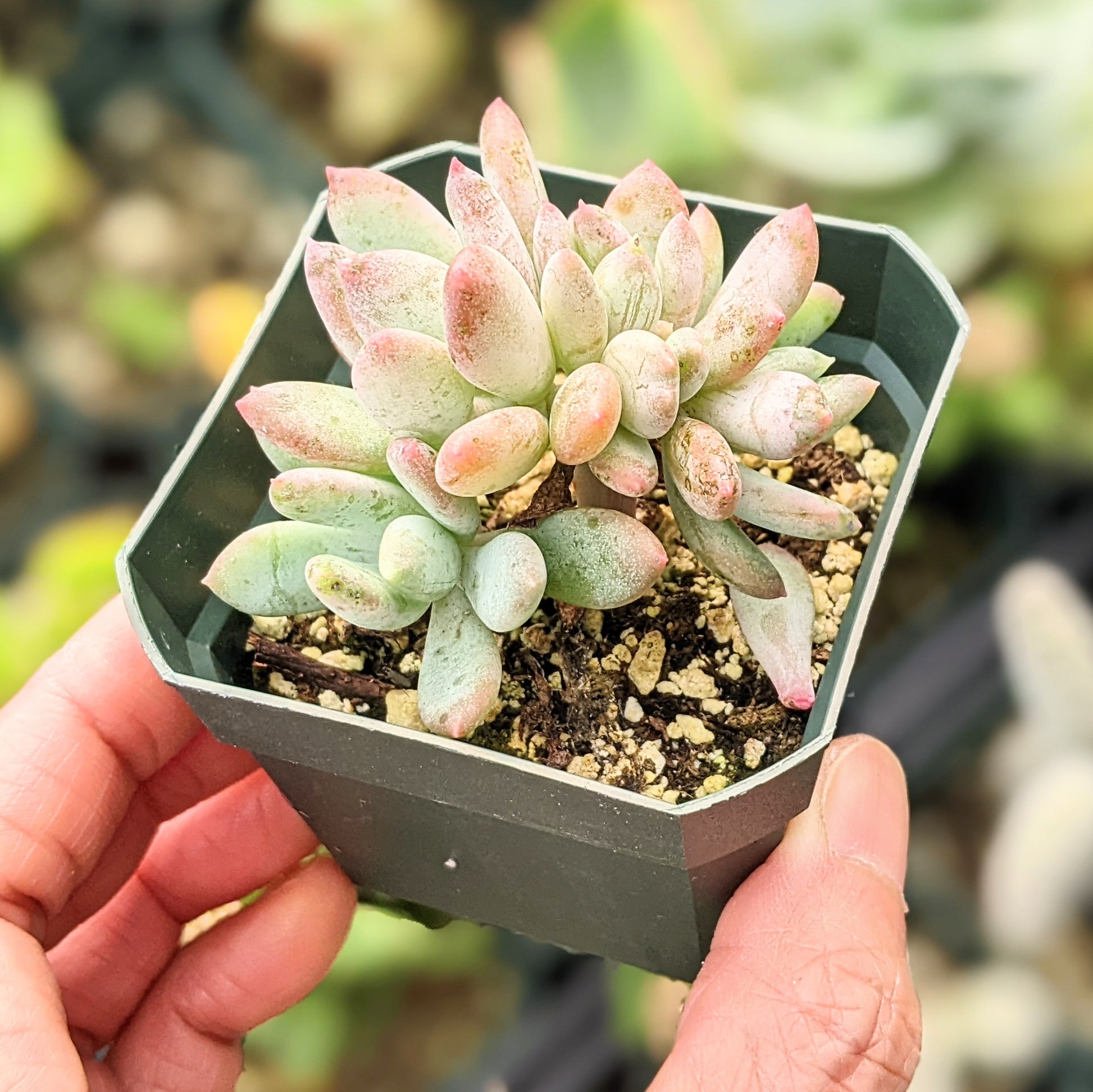 Close-up of a cluster of Echeveria 'Blue Canna,' displaying a rosette of thick, fleshy leaves in a striking blue-grey hue with a soft, powdery coating. The broad, rounded leaves form a dense, symmetrical pattern, highlighting the plant's natural beauty.