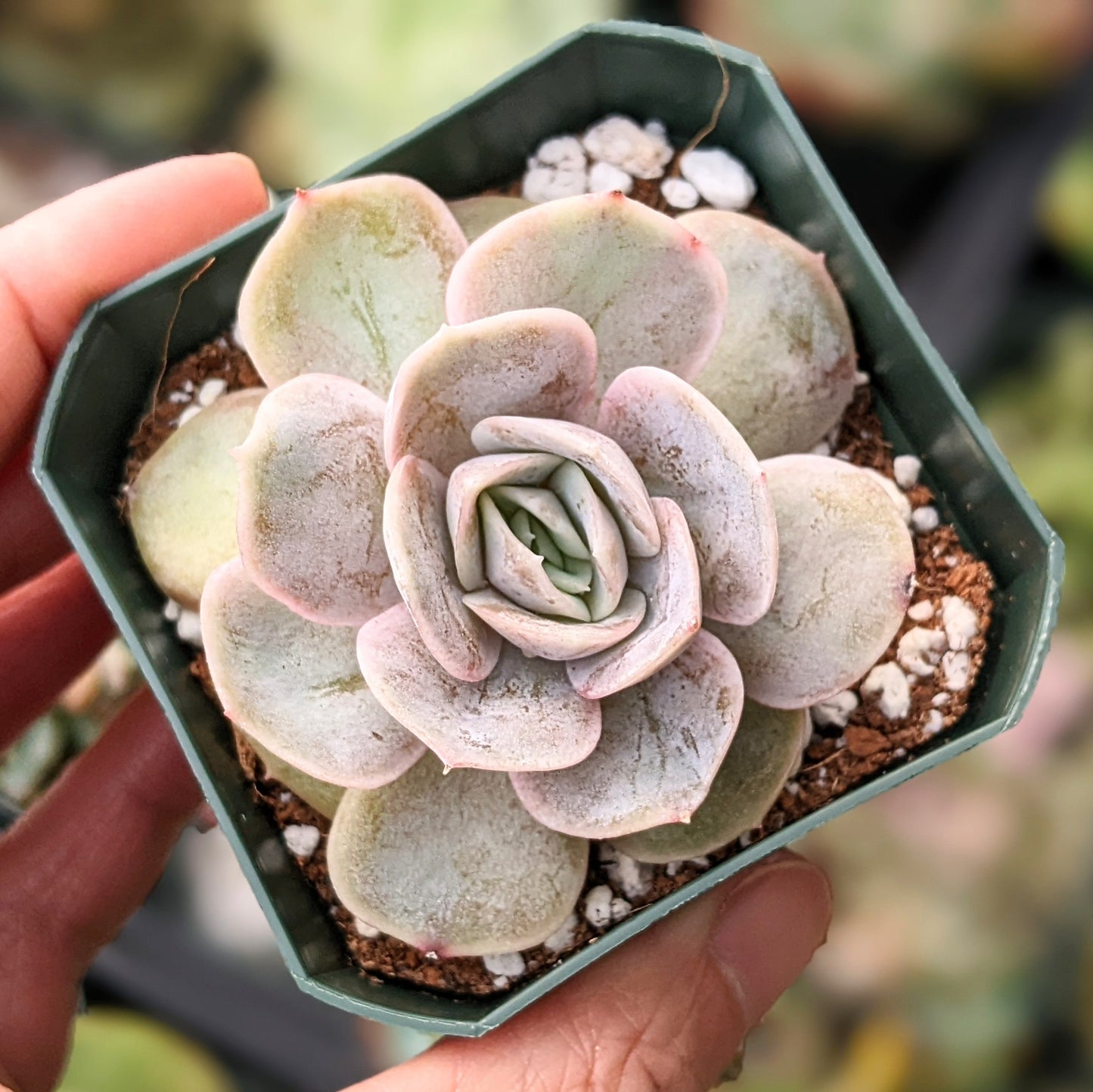 Close-up of Echeveria 'Blue Surprise,' featuring a rosette of thick, fleshy leaves in a striking blue-grey colour with a hint of lavender. The leaves are slightly pointed with a smooth, waxy texture, arranged in a tight, symmetrical rosette.