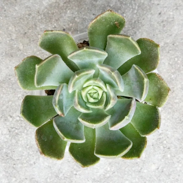 Echeveria Brown Rose