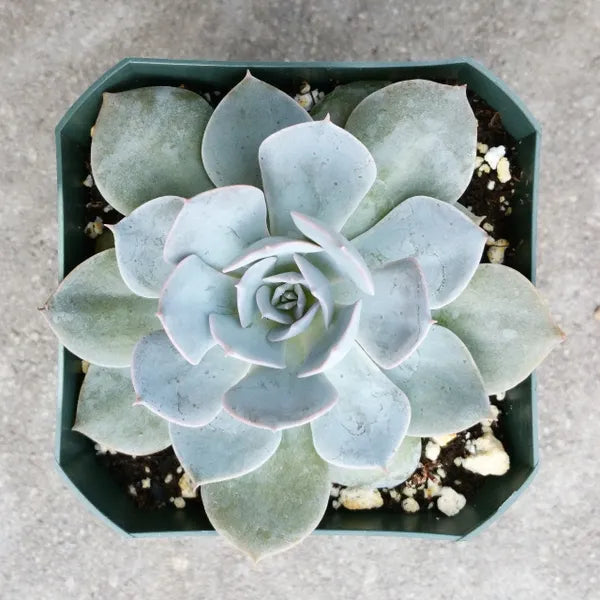 Echeveria Canadian