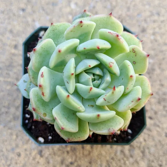 Echeveria Clara