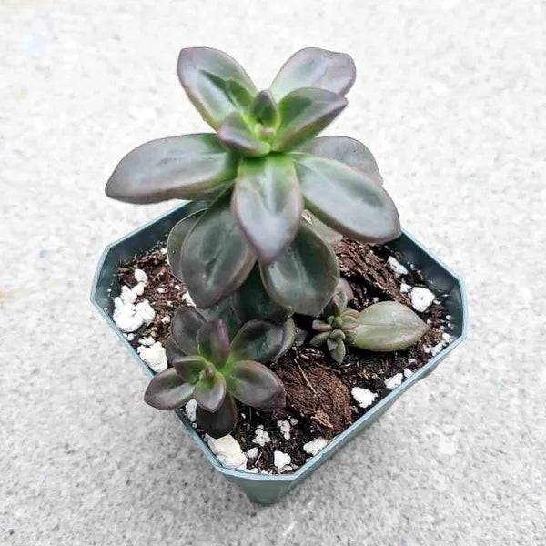 Echeveria Compressicaulis