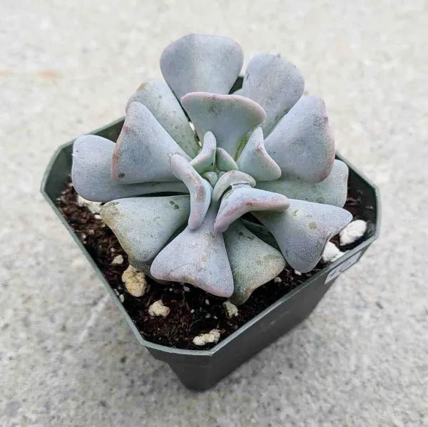 Echeveria Cubic Frost