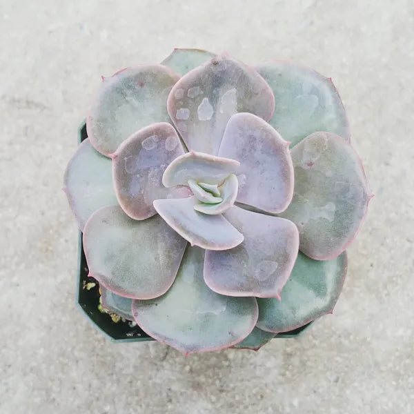 Close-up of Echeveria Dusty Rose in a 2.5" pot, featuring soft pinkish-purple rosettes with fleshy, symmetrical leaves. The plant’s delicate coloration and compact form make it a beautiful addition to any succulent collection.