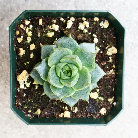 Echeveria Fabiola