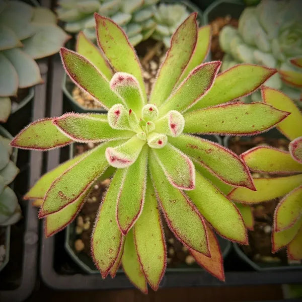 Close-up of Echeveria harmsii, also known as the Plush Plant, showcasing its compact rosette of light green leaves with red edges. The leaves are thick, fuzzy, and narrow, with a unique texture and color contrast. The plant is set against a neutral background, highlighting its distinct appearance.