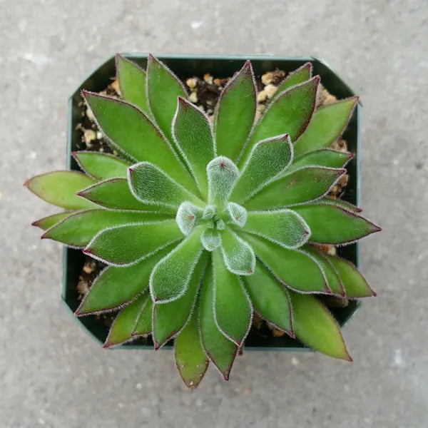 Close-up of Echeveria harmsii, also known as the Plush Plant, showcasing its compact rosette of light green leaves with red edges. The leaves are thick, fuzzy, and narrow, with a unique texture and color contrast. The plant is set against a neutral background, highlighting its distinct appearance.