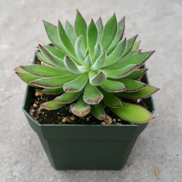 Close-up of Echeveria harmsii, also known as the Plush Plant, showcasing its compact rosette of light green leaves with red edges. The leaves are thick, fuzzy, and narrow, with a unique texture and color contrast. The plant is set against a neutral background, highlighting its distinct appearance.