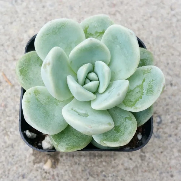 Close-up of Echeveria 'Icy Green,' showcasing its plump, round mint-green leaves.