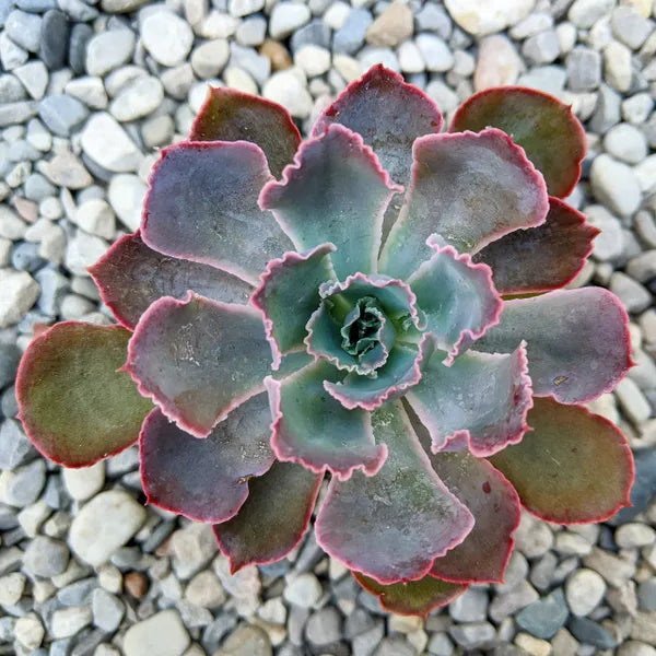 Echeveria Neon Breakers