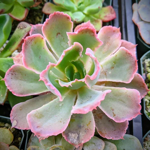 Echeveria Neon Breakers