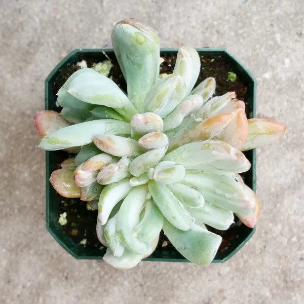 Echeveria Species 05 Variegated