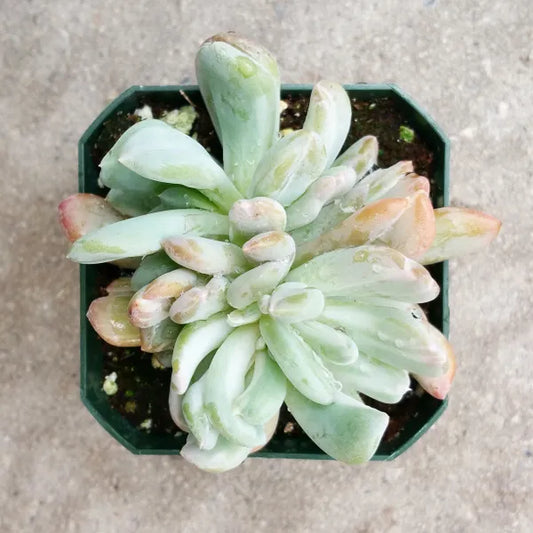 Echeveria Species 05 Variegated