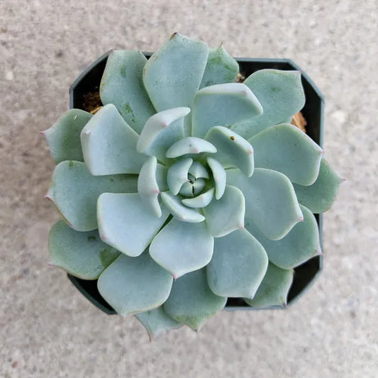 Echeveria Peacockii