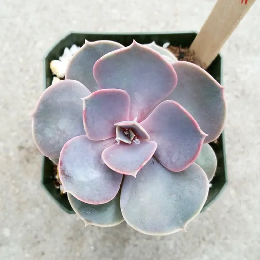 Echeveria Perle Von Nurnberg