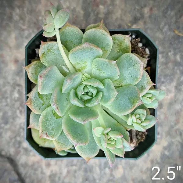 A close-up of Echeveria prolifica in 2.5" pot displaying a greenish-blue rosette with multiple offsets.