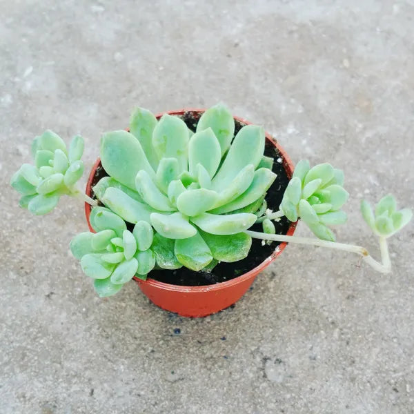 A close-up of Echeveria prolifica in 2.5" pot displaying a greenish-blue rosette with multiple offsets.