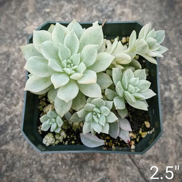 A close-up of Echeveria Prolifica Variegated, showcasing its compact rosette of pale green to creamy white leaves with hints of pink. The succulent's leaves are fleshy and slightly pointed, arranged in a symmetrical, dense formation. The plant sits in well-draining soil, highlighted by natural light, which accentuates the subtle variegation and soft colour transitions.