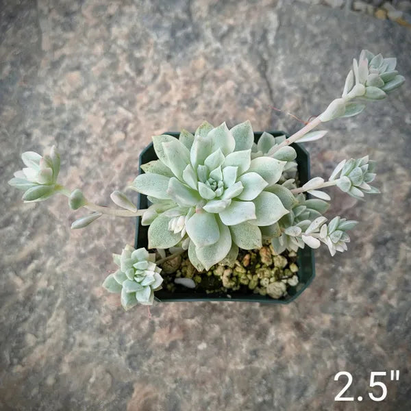 A close-up of Echeveria Prolifica Variegated, showcasing its compact rosette of pale green to creamy white leaves with hints of pink. The succulent's leaves are fleshy and slightly pointed, arranged in a symmetrical, dense formation. The plant sits in well-draining soil, highlighted by natural light, which accentuates the subtle variegation and soft colour transitions.