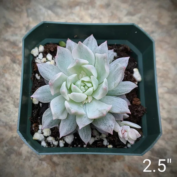 A close-up of Echeveria Prolifica Variegated, showcasing its compact rosette of pale green to creamy white leaves with hints of pink. The succulent's leaves are fleshy and slightly pointed, arranged in a symmetrical, dense formation. The plant sits in well-draining soil, highlighted by natural light, which accentuates the subtle variegation and soft colour transitions.