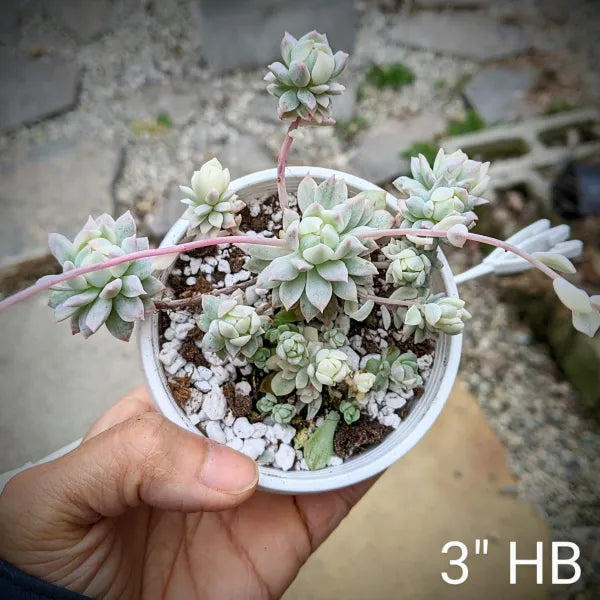 A close-up of Echeveria Prolifica Variegated, showcasing its compact rosette of pale green to creamy white leaves with hints of pink. The succulent's leaves are fleshy and slightly pointed, arranged in a symmetrical, dense formation. The plant sits in well-draining soil, highlighted by natural light, which accentuates the subtle variegation and soft colour transitions.