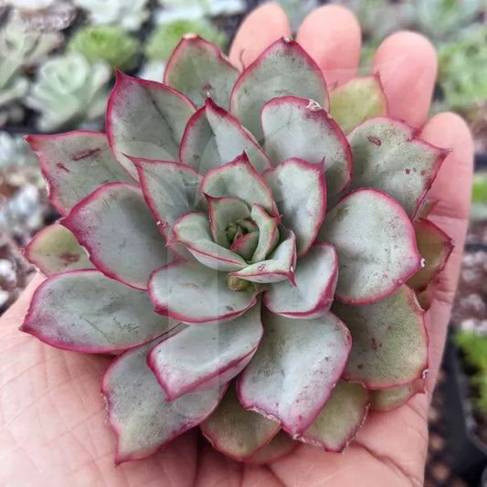 Echeveria Pulidonis Christmas