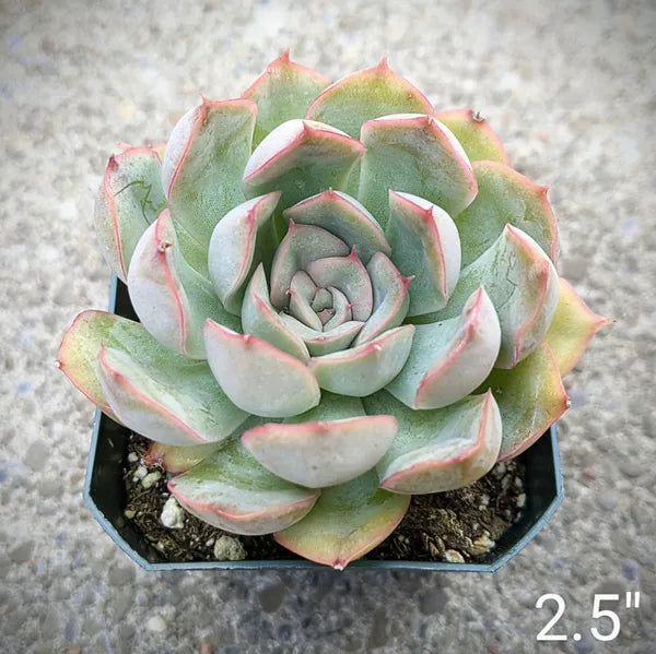 Echeveria Pulidonis ‘Mystery’