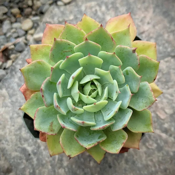 Echeveria Pumila Glauca