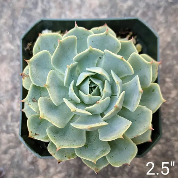 Echeveria Pumila Glauca