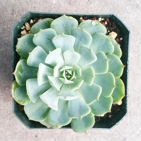 Echeveria Pumila Glauca