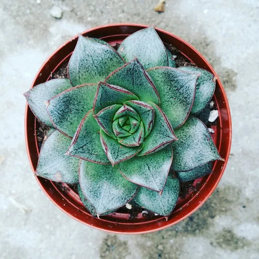 Echeveria Purpusorum